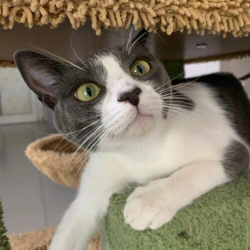 PERLA - 10 mesi (nata indicativamente il 7 Ottobre 2024)  - Meticcio  - Carattere: buona, socievole  Foto 3